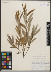 Foto von Salix petiolaris Sm.